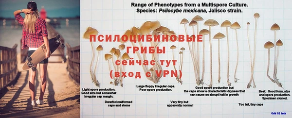 ГАЛЛЮЦИНОГЕННЫЕ ГРИБЫ Ступино